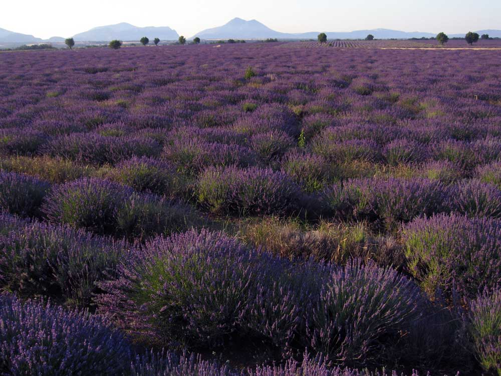 plateau_valensole5.jpg